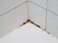Angolo di un piatto doccia con silicone macchiato da muffa e sporco.